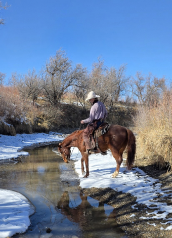 HorseID: 2305211 Steady Quixote - PhotoID: 1090273