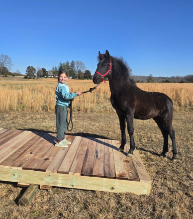 HorseID: 2305385 Sonnet fan Camelot - PhotoID: 1088733