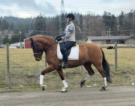 HorseID: 2305395 Hada JAM - PhotoID: 1088744