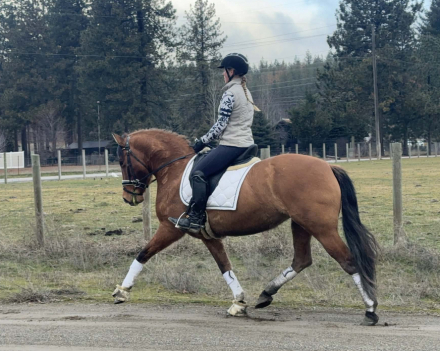 HorseID: 2305395 Hada JAM - PhotoID: 1093088