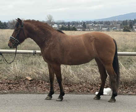 HorseID: 2305395 Hada JAM - PhotoID: 1093089