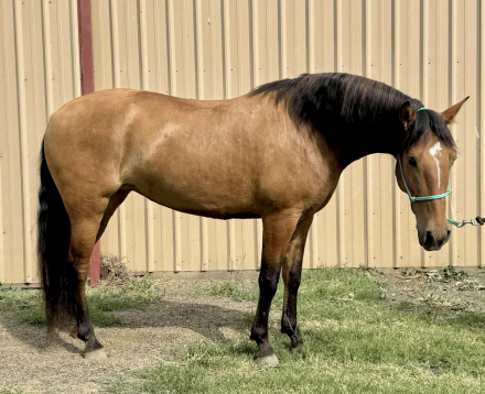 HorseID: 2305395 Hada JAM - PhotoID: 1093090