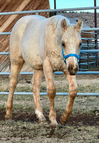 HorseID: 2305599 Lil Playing Boon - PhotoID: 1089037