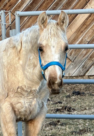 HorseID: 2305599 Lil Playing Boon - PhotoID: 1089038