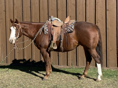 HorseID: 2305599 Lil Playing Boon - PhotoID: 1089039