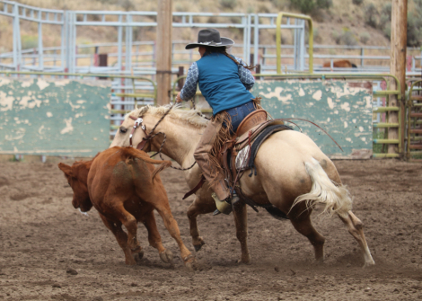 HorseID: 2305599 Lil Playing Boon - PhotoID: 1089040