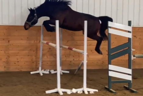 HorseID: 2305633 Santana - PhotoID: 1089101