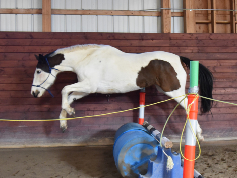 HorseID: 2305642 Folly - PhotoID: 1089112