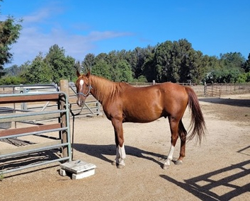 HorseID: 2305686 Alex - PhotoID: 1089170