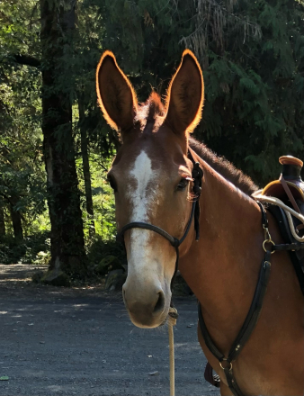 HorseID: 2305726 HMH Rowdy Red - PhotoID: 1089216