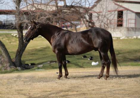 HorseID: 2305808 Sdp boy named sue - PhotoID: 1093336