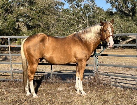 HorseID: 2305831 IN HONOR OF VERSA STAR - PhotoID: 1089374