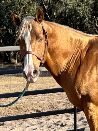 HorseID: 2305831 IN HONOR OF VERSA STAR - PhotoID: 1089375