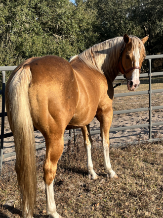 HorseID: 2305831 IN HONOR OF VERSA STAR - PhotoID: 1089376