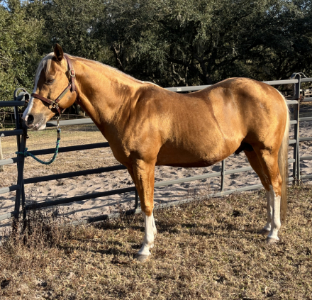 HorseID: 2305831 IN HONOR OF VERSA STAR - PhotoID: 1089377