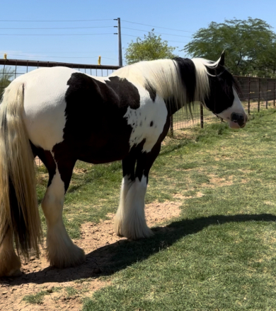 HorseID: 2305880 Jules Chloe SNJ - PhotoID: 1089442