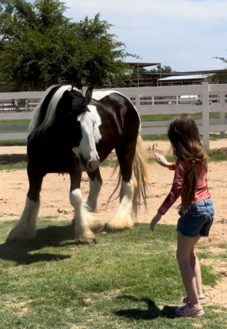 HorseID: 2305880 Jules Chloe SNJ - PhotoID: 1089444