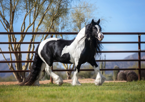 HorseID: 2305880 Jules Chloe SNJ - PhotoID: 1089445