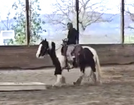 HorseID: 2305880 Jules Chloe SNJ - PhotoID: 1093190