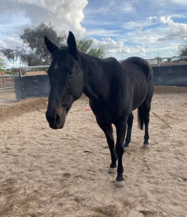 HorseID: 2305907 Rev - PhotoID: 1089471