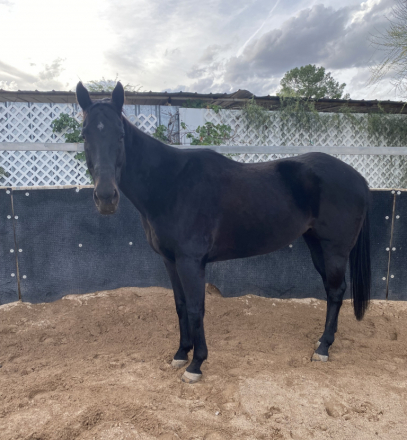 HorseID: 2305907 Rev - PhotoID: 1089472