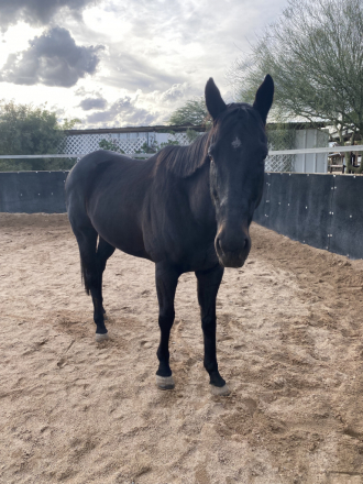 HorseID: 2305907 Rev - PhotoID: 1089474