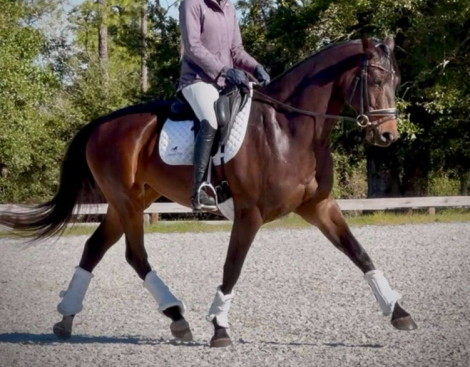 HorseID: 2305961 Pavlova - PhotoID: 1089523