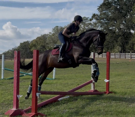 HorseID: 2305961 Pavlova - PhotoID: 1089524