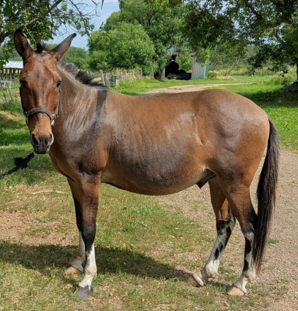 HorseID: 2306079 Dickey - PhotoID: 1089699