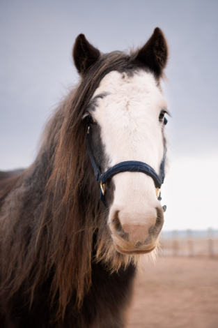 HorseID: 2306192 SD Tesla - PhotoID: 1089831