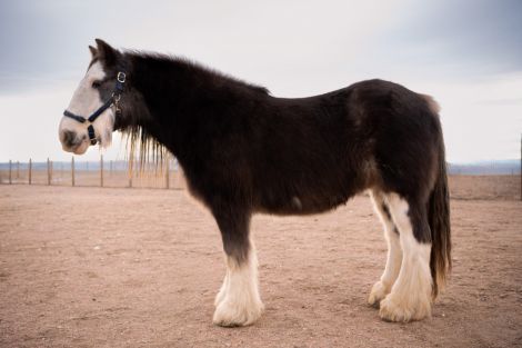 HorseID: 2306192 SD Tesla - PhotoID: 1089832