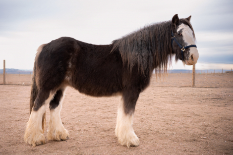 HorseID: 2306192 SD Tesla - PhotoID: 1089833