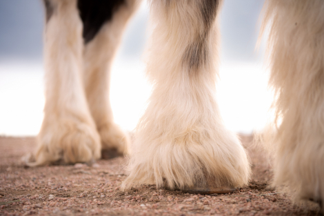 HorseID: 2306192 SD Tesla - PhotoID: 1089834