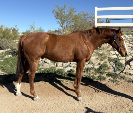 HorseID: 2306312 Arrow - PhotoID: 1090005