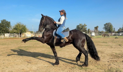 HorseID: 2306344 Goliath - PhotoID: 1090038