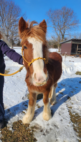 HorseID: 2306586 JFF Maybe it's Maybelline - PhotoID: 1090315