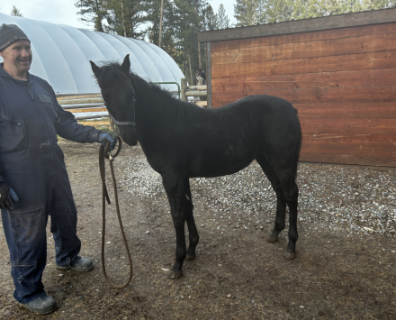 HorseID: 2306750 Fritz Gotta B Good - PhotoID: 1090507