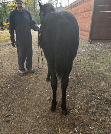 HorseID: 2306750 Fritz Gotta B Good - PhotoID: 1093435