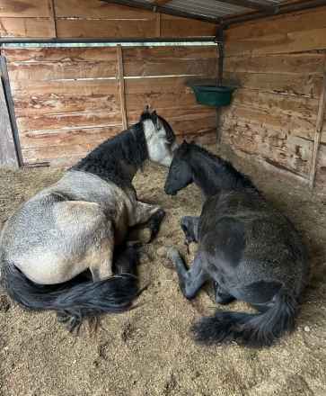 HorseID: 2306750 Fritz Gotta B Good - PhotoID: 1093702