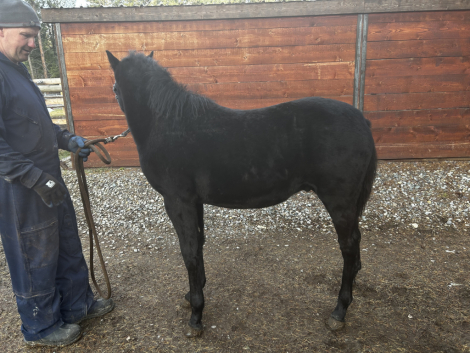 HorseID: 2306750 Fritz Gotta B Good - PhotoID: 1093703