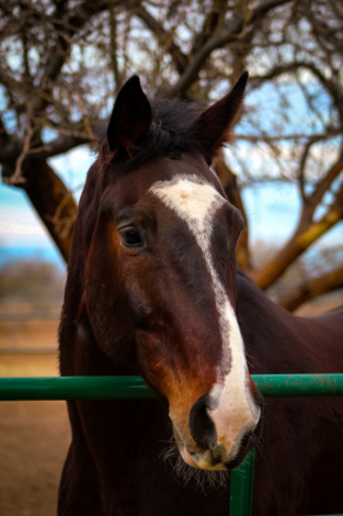 HorseID: 2306757 Cachaco - PhotoID: 1090809