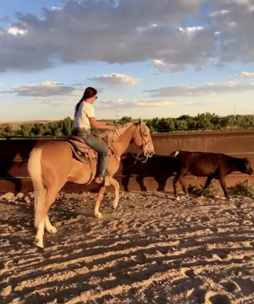 HorseID: 2306825 Journey - PhotoID: 1090590