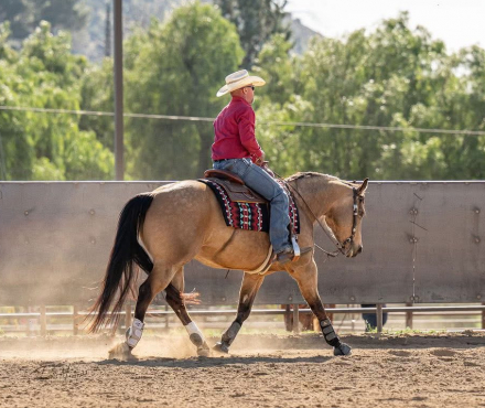 HorseID: 2306832 Queen Of Sparks - PhotoID: 1090598