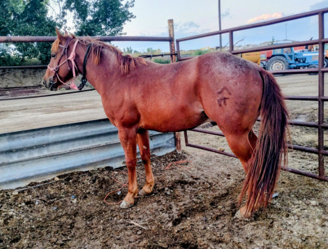 HorseID: 2307161 Red - PhotoID: 1091029