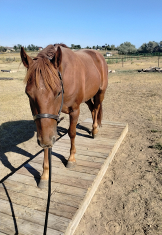 HorseID: 2307161 Red - PhotoID: 1091030