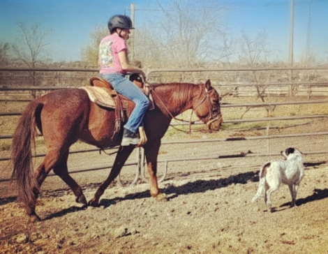 HorseID: 2307161 Red - PhotoID: 1091031