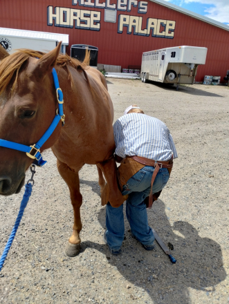 HorseID: 2307161 Red - PhotoID: 1091032