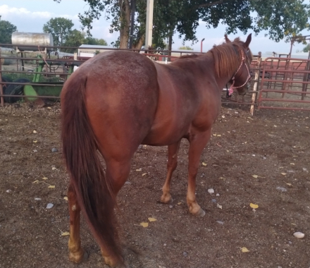 HorseID: 2307161 Red - PhotoID: 1092012