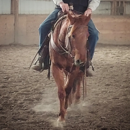 HorseID: 2307161 Red - PhotoID: 1092013