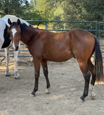 HorseID: 2307442 Gunna Whiz It Up - PhotoID: 1091423